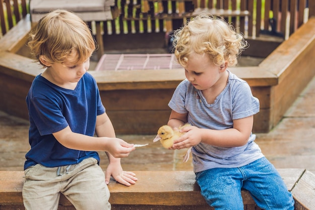 Garotos e garotas brincando com os patinhos no zoológico