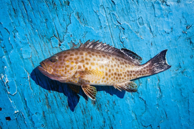 Garoupa fresca no chão de madeira azul