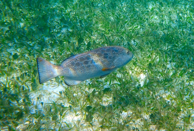 Garoupa peixe na Riviera Maya no Caribe