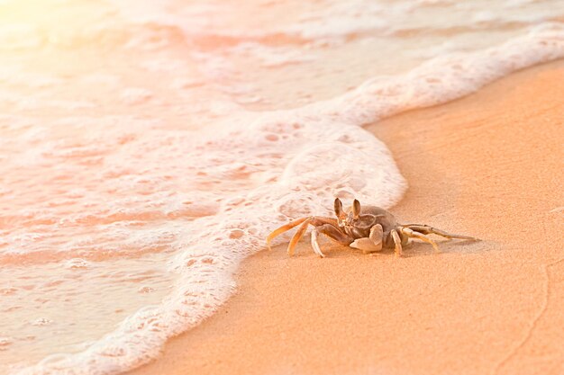 Foto garra de cangrejo crustáceo en una playa de arena con olas marinas