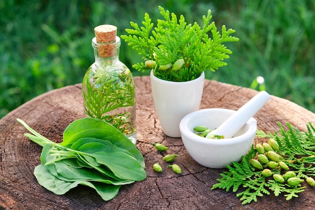 Garrafa de infusão de Thuja ou argamassa de óleo e folhas de banana Fitoterapia