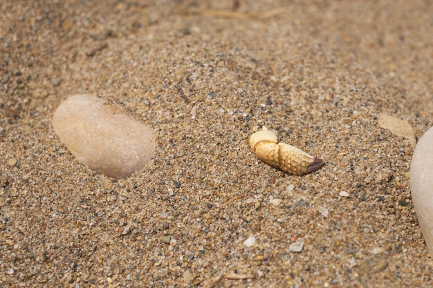 Garrapata de cangrejo en una playa tropical de arena en Creta.