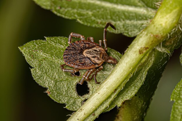 Garrapata Cayena Hembra Adulta