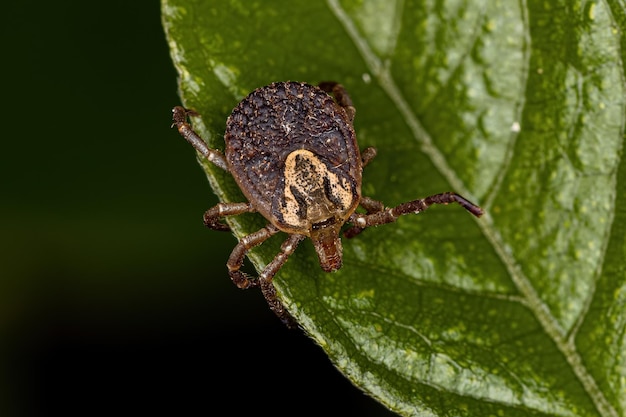 Garrapata Cayena Hembra Adulta