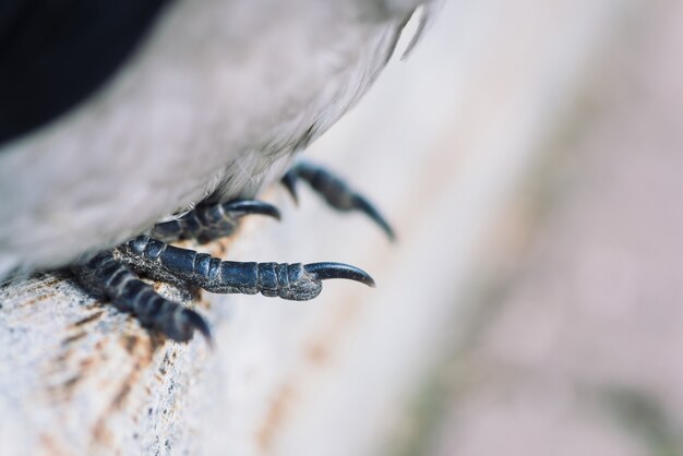 Garras de corvo de perto. Corvo sente-se na fronteira na cidade. Pássaro urbano na recreação.