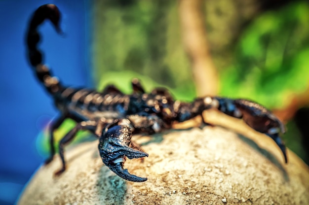 Garras de escorpión negro vivo