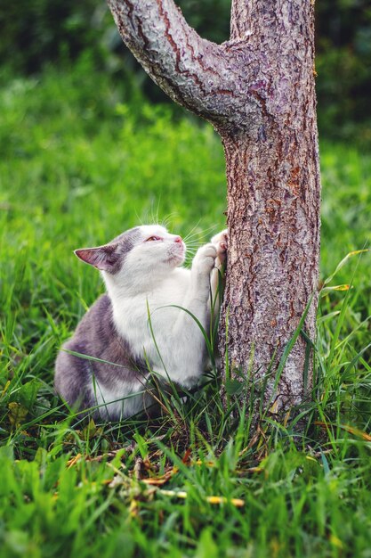 Garras de gato con manchas blancas que rascan un árbol