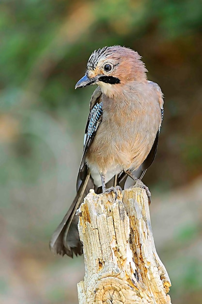 Garrulus glandarius: el arrendajo euroasiático es una especie de ave paseriforme de la familia de los córvidos.