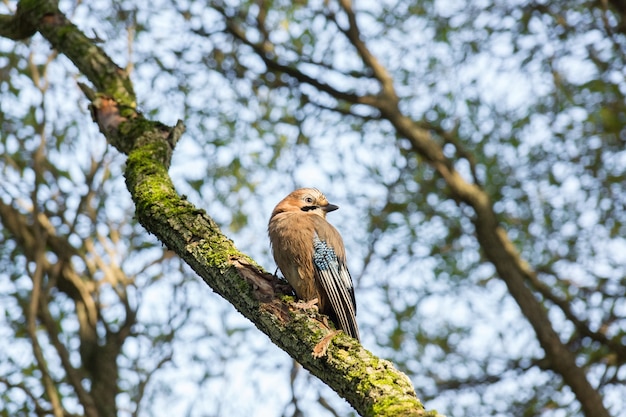 Garrulus Glandarius auf einem Ast