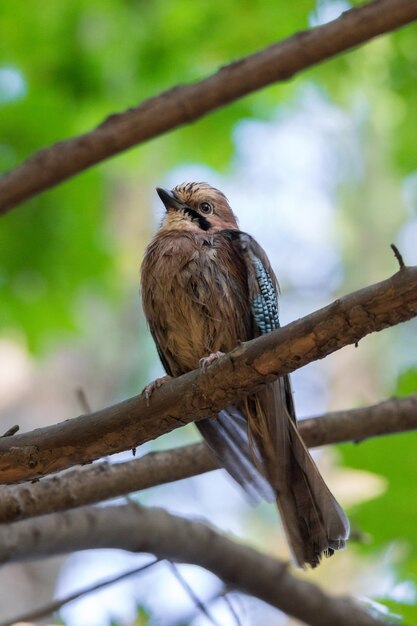 Garrulus Glandarius auf einem Ast