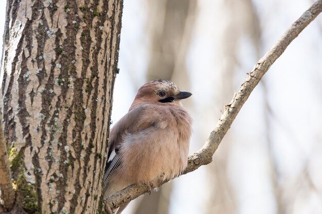 Garrulus Glandarius auf einem Ast