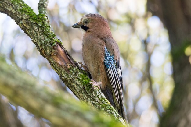 Garrulus glandarius em um galho