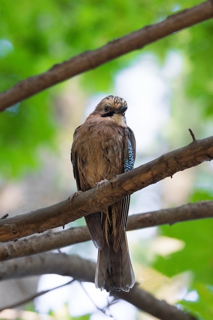 Garrulus glandarius em um galho