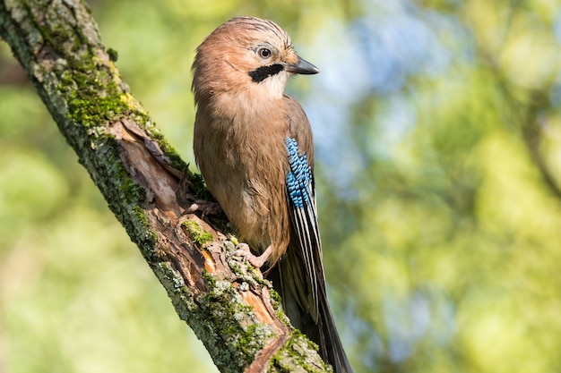 Garrulus glandarius em um galho