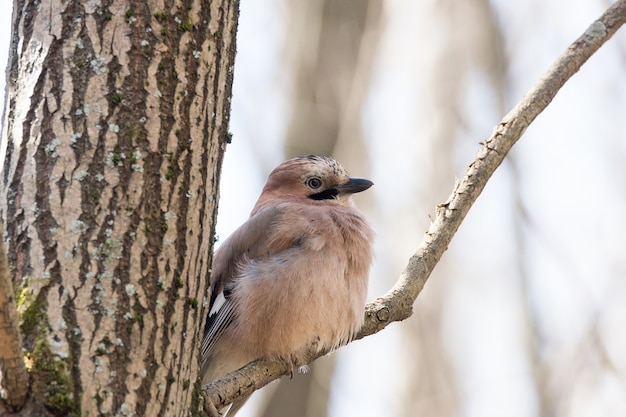 Garrulus glandarius em um galho