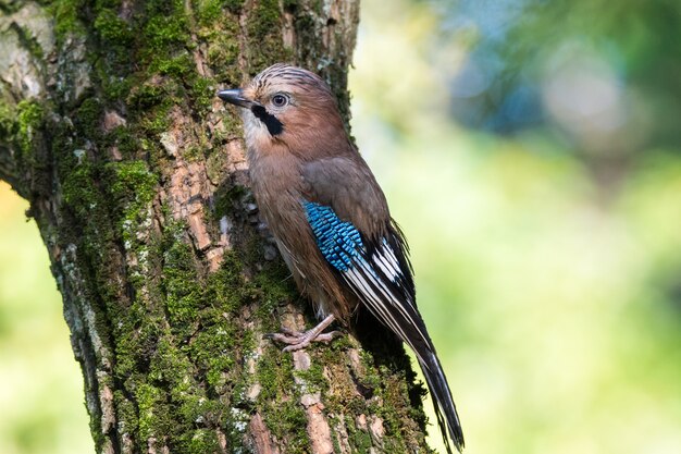 Garrulus glandarius en una rama