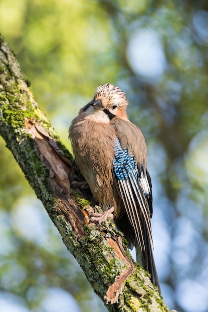 Garrulus glandarius en una rama