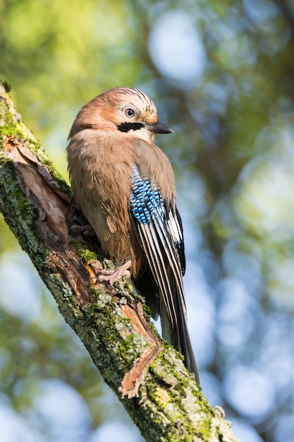 Garrulus glandarius en una rama