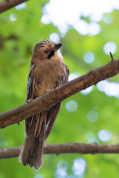 Garrulus glandarius en una rama