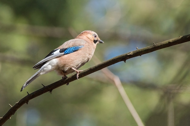 Garrulus glandarius en una rama