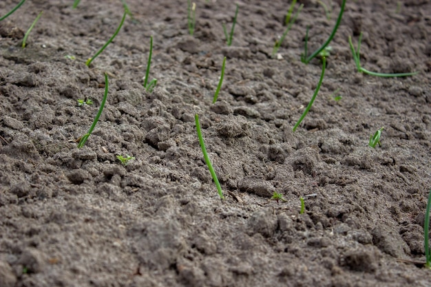 Garten auf der Farmpflanze gute Ernte