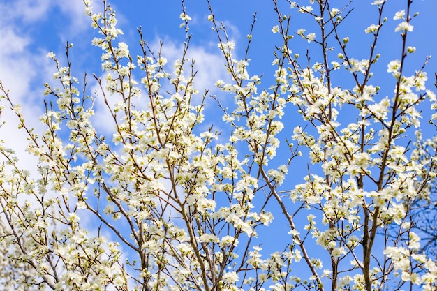 Garten blüht im Frühling an einem sonnigen Tag Weiße Blumen auf den Zweigen von Obstbäumen