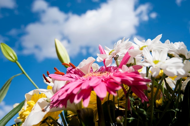 Garten, Blumenfeld im Frühjahr mit bewölktem Himmelshintergrund