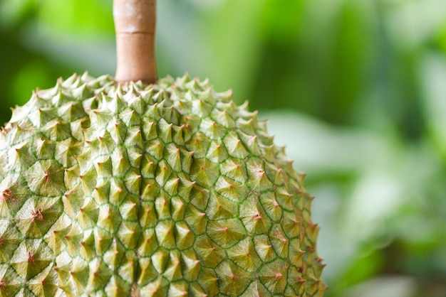 Garten der frischen tropischen frucht des durian auf naturgrün