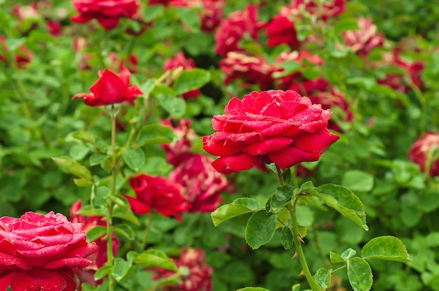 Garten der roten Rosen