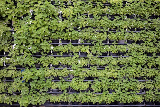 Garten des vertikalen Gartengrünblattes im Freien