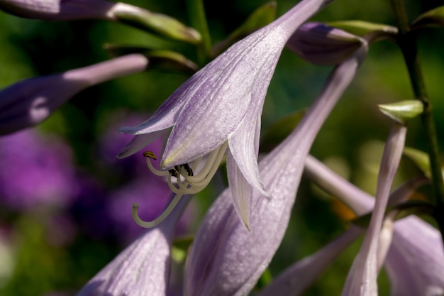 Garten-Glockenblume-Blume