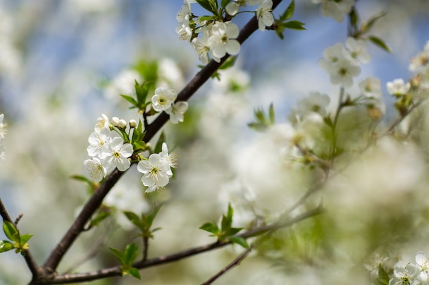 Garten im Frühling. Nahaufnahmeansicht der Kirsch- oder Apfelblüte. Kleine grüne Blätter und weiße Blüten des Kirschbaums. Konzept des schönen Hintergrunds. Horizontale Tapete