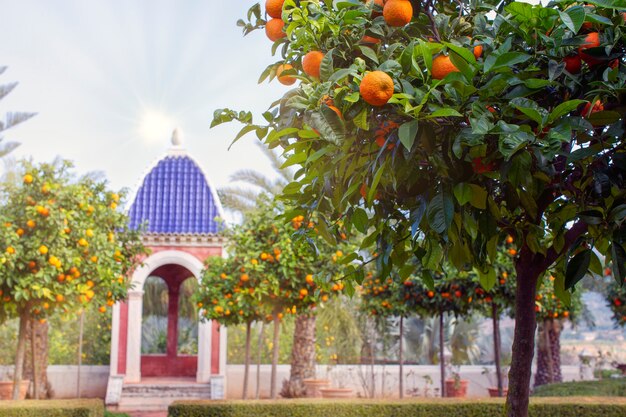 Garten im mediterranen Stil mit Orangenbäumen