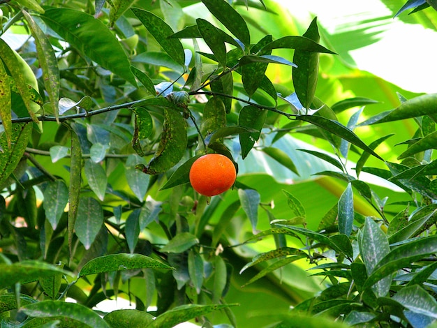 Garten in Meknes, Marokko