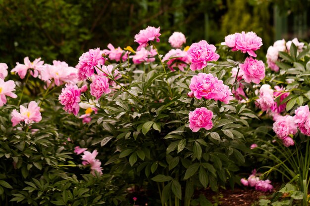 Garten in voller Blüte an einem sonnigen Sommertag.