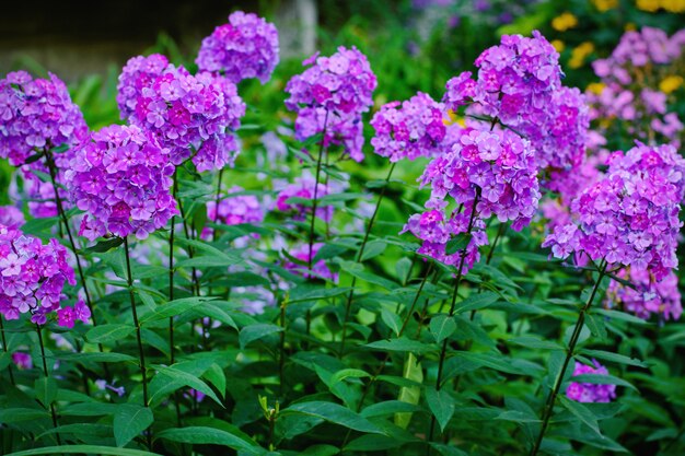 Garten lila Phlox Bündel