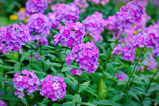 Garten lila Phlox (Phlox Paniculata), lebendige Sommerblumen