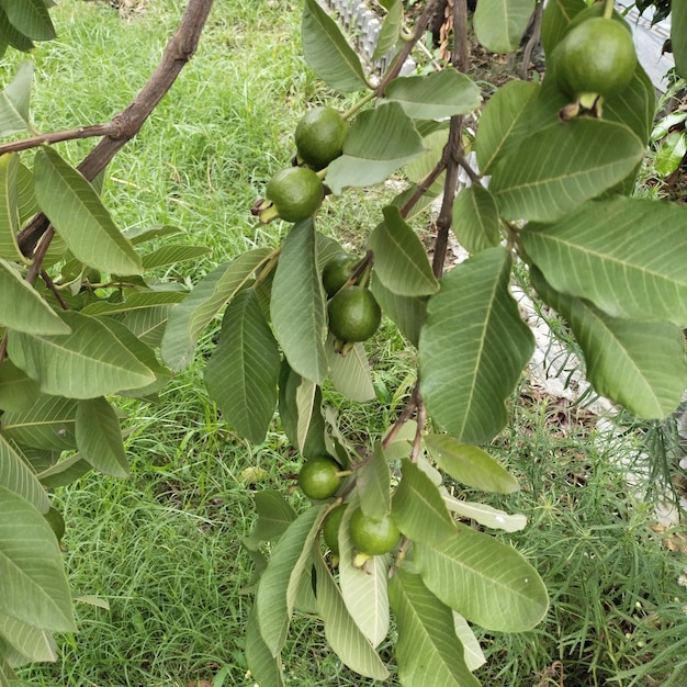Garten mit Bäumen und Pflanzen
