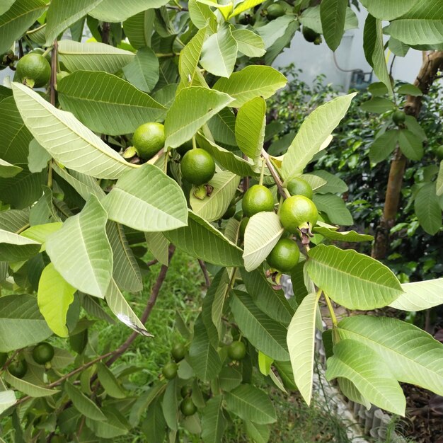 Garten mit Bäumen und Pflanzen