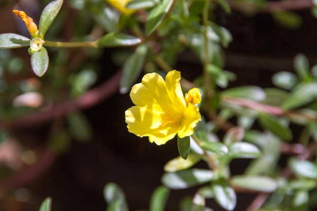 Garten mit bekannten Blumen um elf Uhr (Portulaca grandiflora) in Rio de Janeiro - Brasilien.