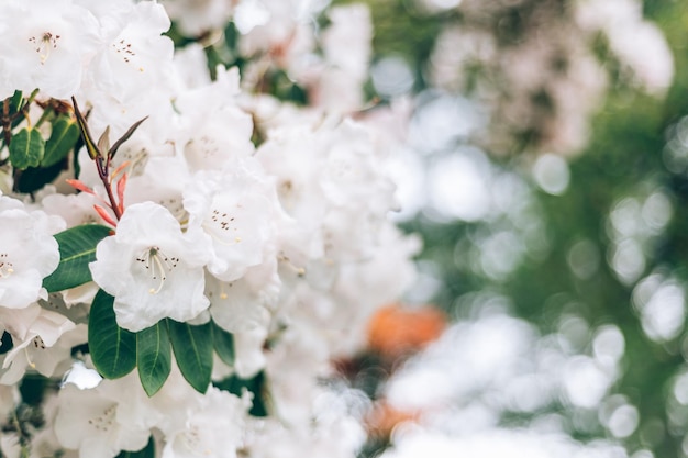 Garten mit blühenden Bäumen im Frühling