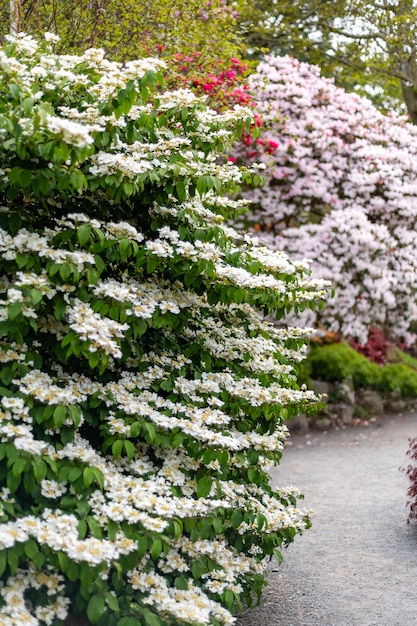 Garten mit blühenden Bäumen im Frühling