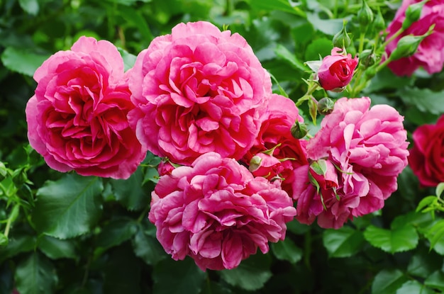 Garten mit frischen rosa Rosen, floraler natürlicher Hipster-Vintage-Hintergrund
