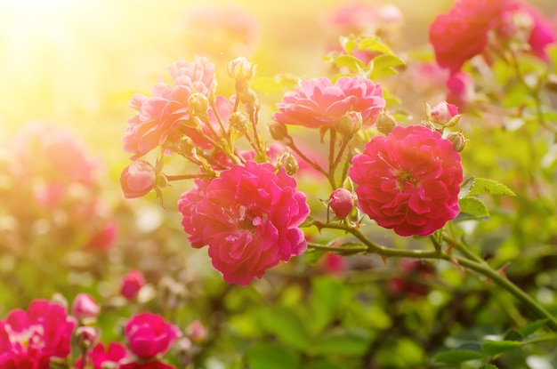 Garten mit frischen roten Rosen, natürlicher sonniger Blumenhintergrund