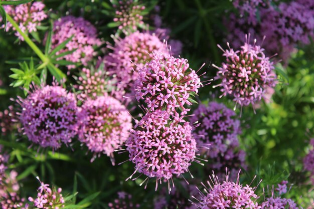 Garten mit schönen rosafarbenen Phuopsis stylosa-Blumen