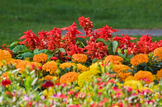 Garten mit verschiedenen Blumen