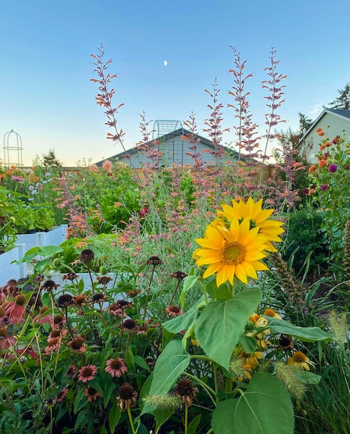 Foto garten mit wildblumen