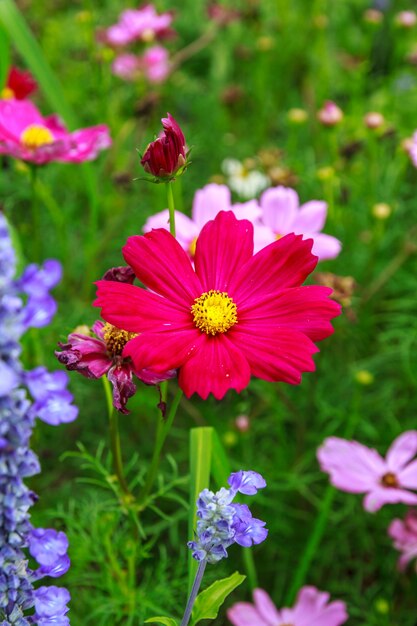 Garten natürliches helles buntes Blumenfeld im Winter.