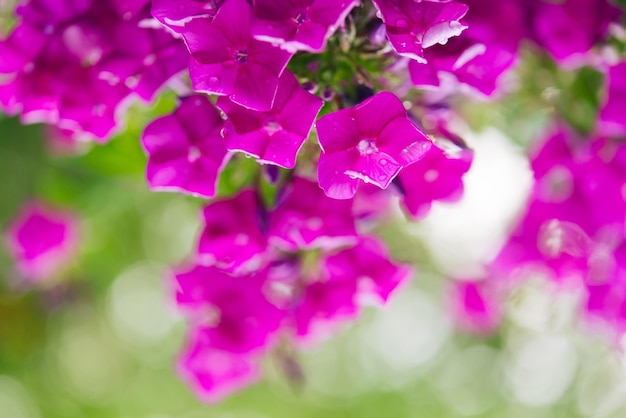 Garten-Phlox (Phlox Paniculata), lebhafte Sommerblumen. Blühende Zweige von Phlox im Garten