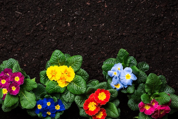 Foto garten primula blumen draufsicht primrose primula vulgaris blüte grenze hintergrund